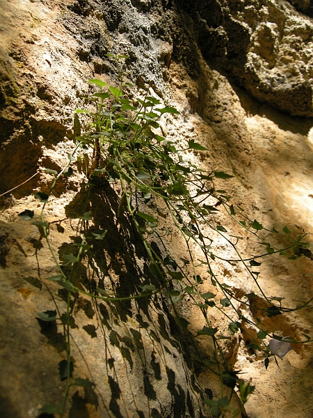 Campanula fragilis subsp. cavolinii / Campanula napoletana